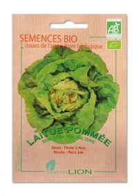 LAITUE POMMEE  BIO REINE DE MAI DE PLEINE TERRE