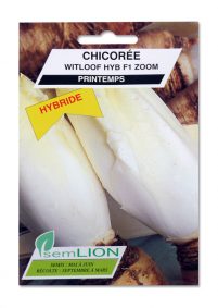 CHICOREE WITLOOF HYB F1 ZOOM (spécialité)