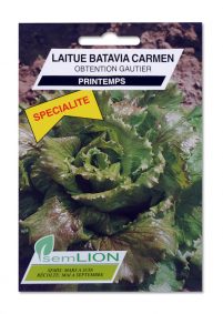 LAITUE BATAVIA CARMEN (spécialité)