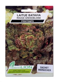 LAITUE BATAVIA ROUGE GRENOBLOISE