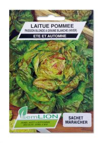 LAITUE POMMEE PASSION BLONDE A GRAINE BLANCHE (HIVER)