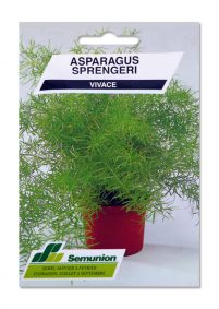 ASPARAGUS SPRINGERIS