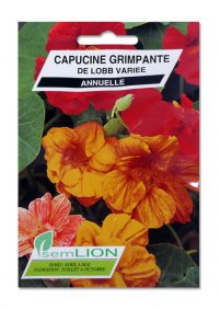 CAPUCINE GRIMPANTE DE LOBB VARIEE