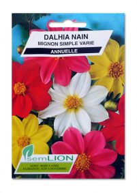 DALHIA NAIN MIGNON SIMPLE VARIE