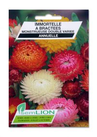 IMMORTELLE A BRACTEES MONSTRUEUSE DOUBLE VARIEE