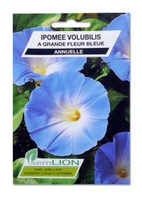 IPOMEE VOLUBILIS A GRANDE FLEUR BLEUE