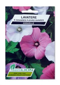 LAVATERE A GRANDES FLEURS VARIEES