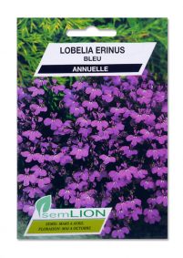 LOBELIA ERINUS BLEU