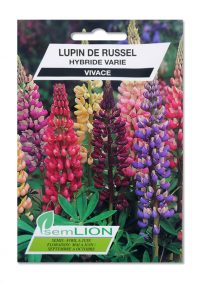 LUPIN DE RUSSEL HYBRIDE VARIE