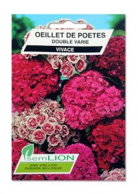 OEILLET DE POETES DOUBLE VARIE