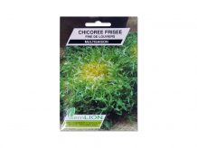 CHICOREE FRISEE FINE DE LOUVIERS