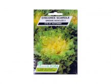 CHICOREE SCAROLE GROSSE BOUCLEE 2