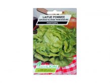 LAITUE POMMEE GROSSE BLONDE PARESSEUSE