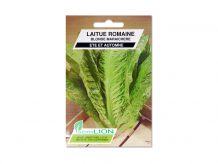 LAITUE ROMAINE BLONDE MARAICHERE