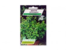 MENTHE OFFICINALE