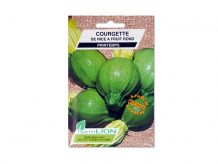 COURGETTE DE NICE A FRUIT ROND