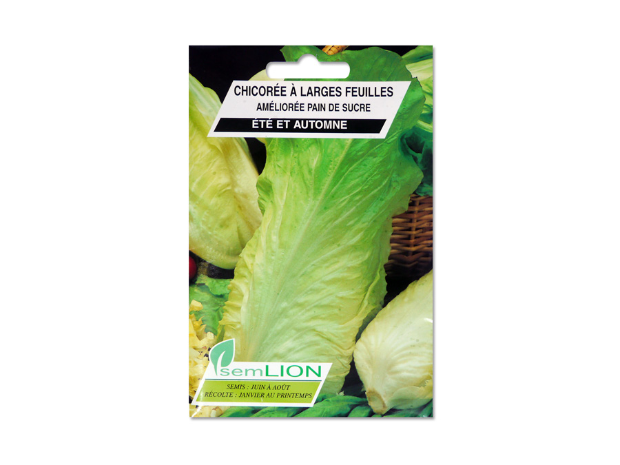 Chicorée à Larges Feuilles Pain de Sucre