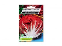 CHICOREE SAUVAGE ROUGE DE VERONE PALLA ROSSA