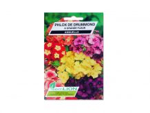 PHLOX DE DRUMMOND A GRANDE FLEUR