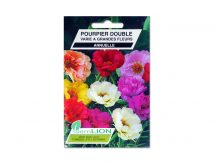 POURPIER DOUBLE VARIE A GRANDES FLEURS