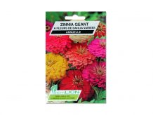 ZINNIA GEANT A FLEURS DE DAHLIA VARIEES