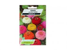 ZINNIA LILLIPUT VARIE